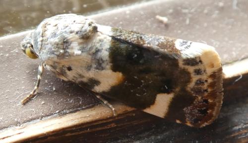 Réf. 325 671 : Acontia lucida